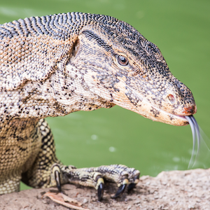 Water Monitor Lizard Headshot 