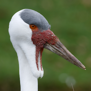 Wattled Crane Headshot