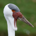 Wattled Crane Headshot Animal Yearbook