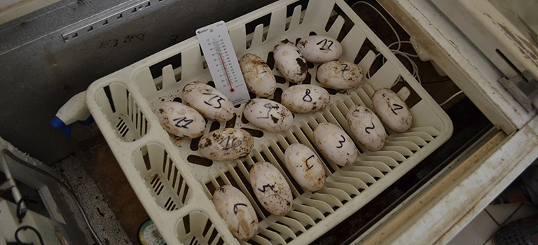 crocodile-eggs-biopark-abidjan-zoo