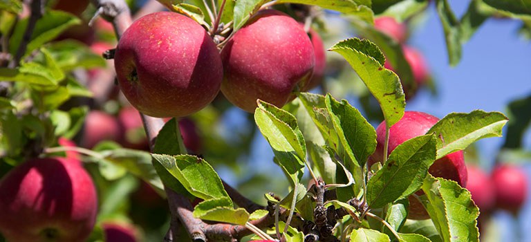 Garden Tours Heritage Farm Apples