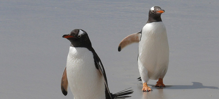 gentoo-penguin