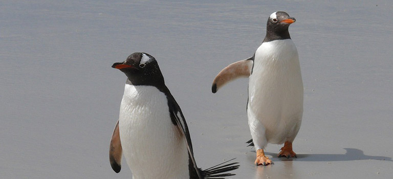 Gentoo Penguin Stock Photo