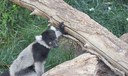 Izy Lemur June 2018