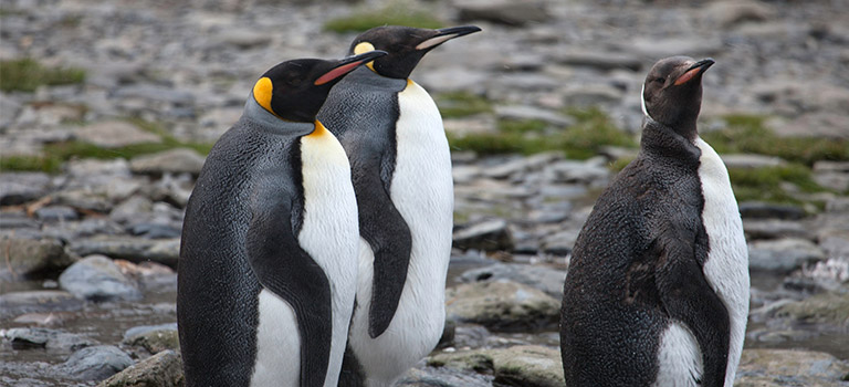 king-penguins