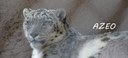 Azeo Snow Leopard