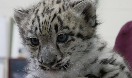 Baby Snow Leopard 2018
