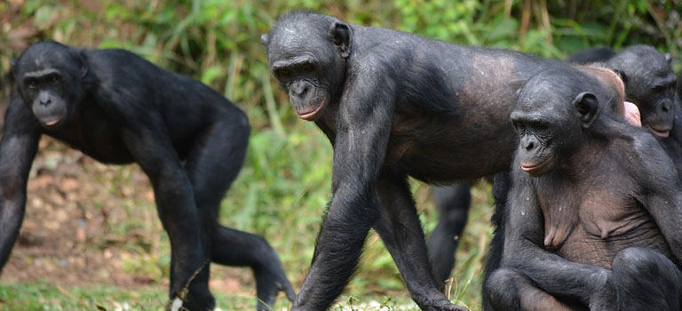Great Apes Feature Wild Bonobos