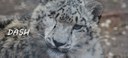 Dash Snow Leopard