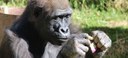 Great Apes Feature Gorilla Enrichment
