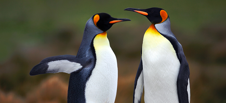 King penguins courtship stock photo