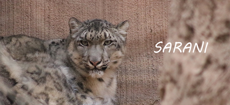 Sarani Snow Leopard