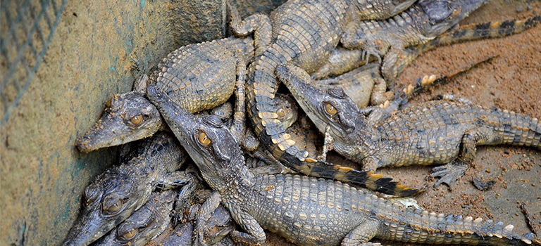 West African slender-snouted crocodile babies