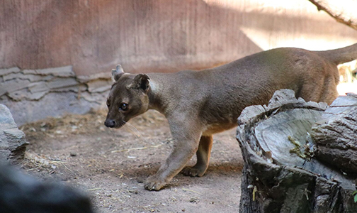 mac-fossa-biopark