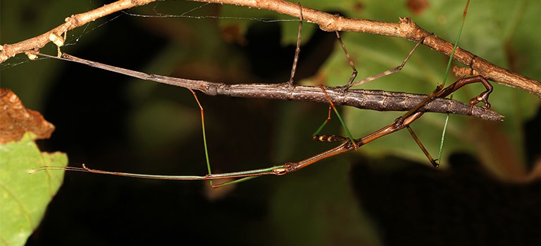 Mating walking sticks, photo Judy Gallagher, flickr.