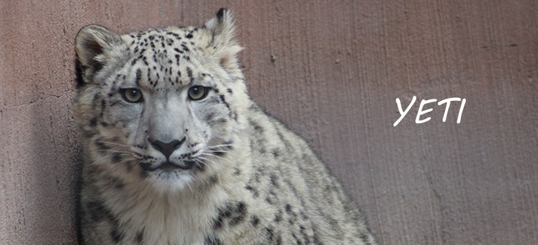 Yeti Snow Leopard