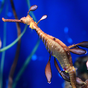 Headshot of Weedy Seadragon