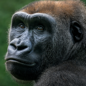 Western Lowland Gorilla Headshot 