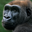 Western Lowland Gorilla Headshot Animal Yearbook