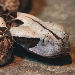 Western Gaboon Viper