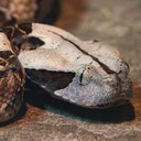 Western Gaboon Viper