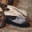 Western Gaboon Viper