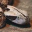 Western Gaboon Viper