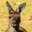 Western Gray Kangaroo