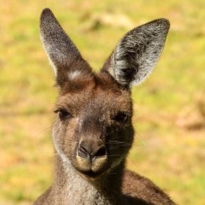 Western Gray Kangaroo