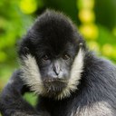 White-cheeked Gibbon
