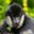 White-cheeked Gibbon