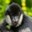 White-cheeked Gibbon