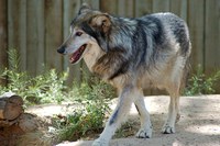 caption:An image of a Mexican gray wolf at the ABQ BioPark.