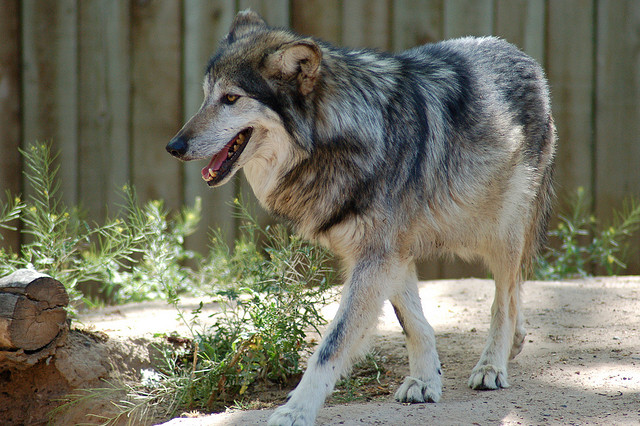 Wolf Walking