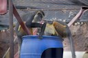 Wolf's guenon grooming
