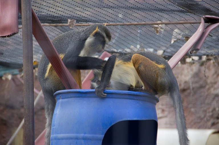 Wolf's guenon grooming