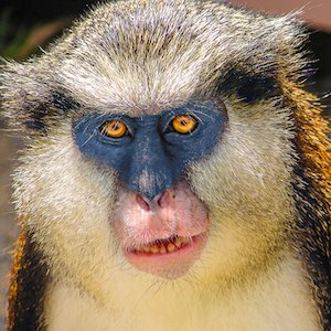 Wolf's Guenon Headshot 