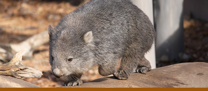 Wombat banner