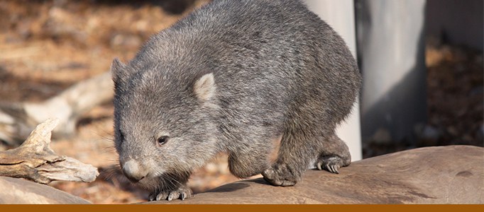 wombat banner