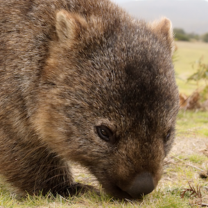 Wombat Headshot Animal Yearbook