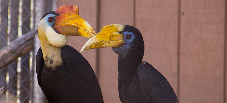 Wrinkled hornbill couple