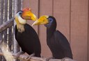 Wrinkled hornbill couple