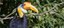Wrinkled Hornbill
