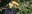 Wrinkled Hornbill
