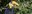 Wrinkled Hornbill
