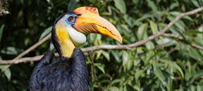 Wrinkled Hornbill