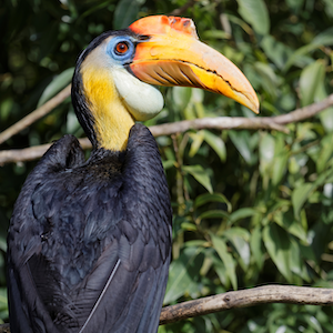 Wrinkled Hornbill Headshot