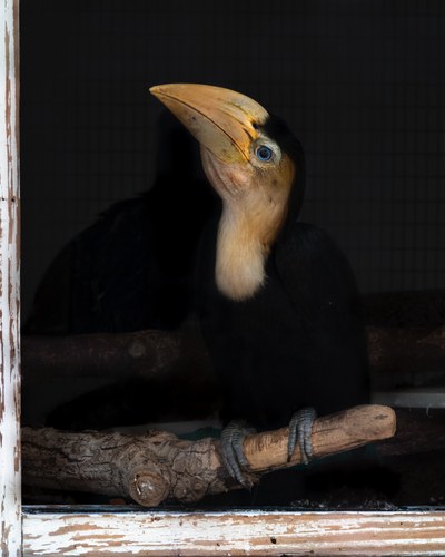 wrinkled hornbill chick hatched 2026 A fledgling wrinkled hornbill sits in the main habitat at the Zoo with a small rainbow crossing in front of it