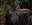Duiker