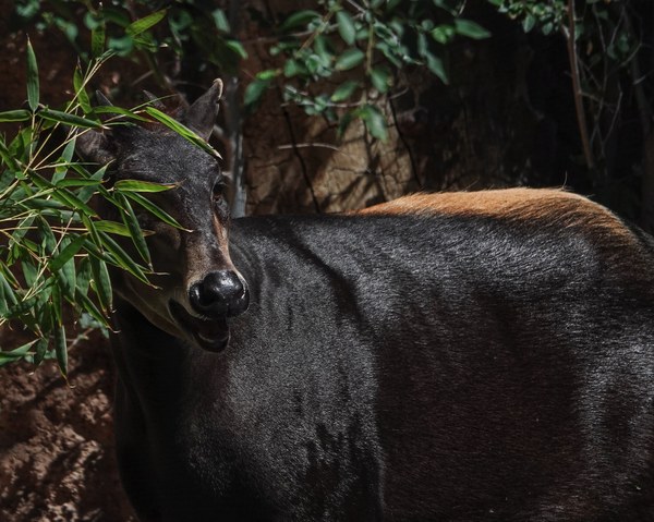 Duiker Yellow-backed duiker at ABQ BioPark.